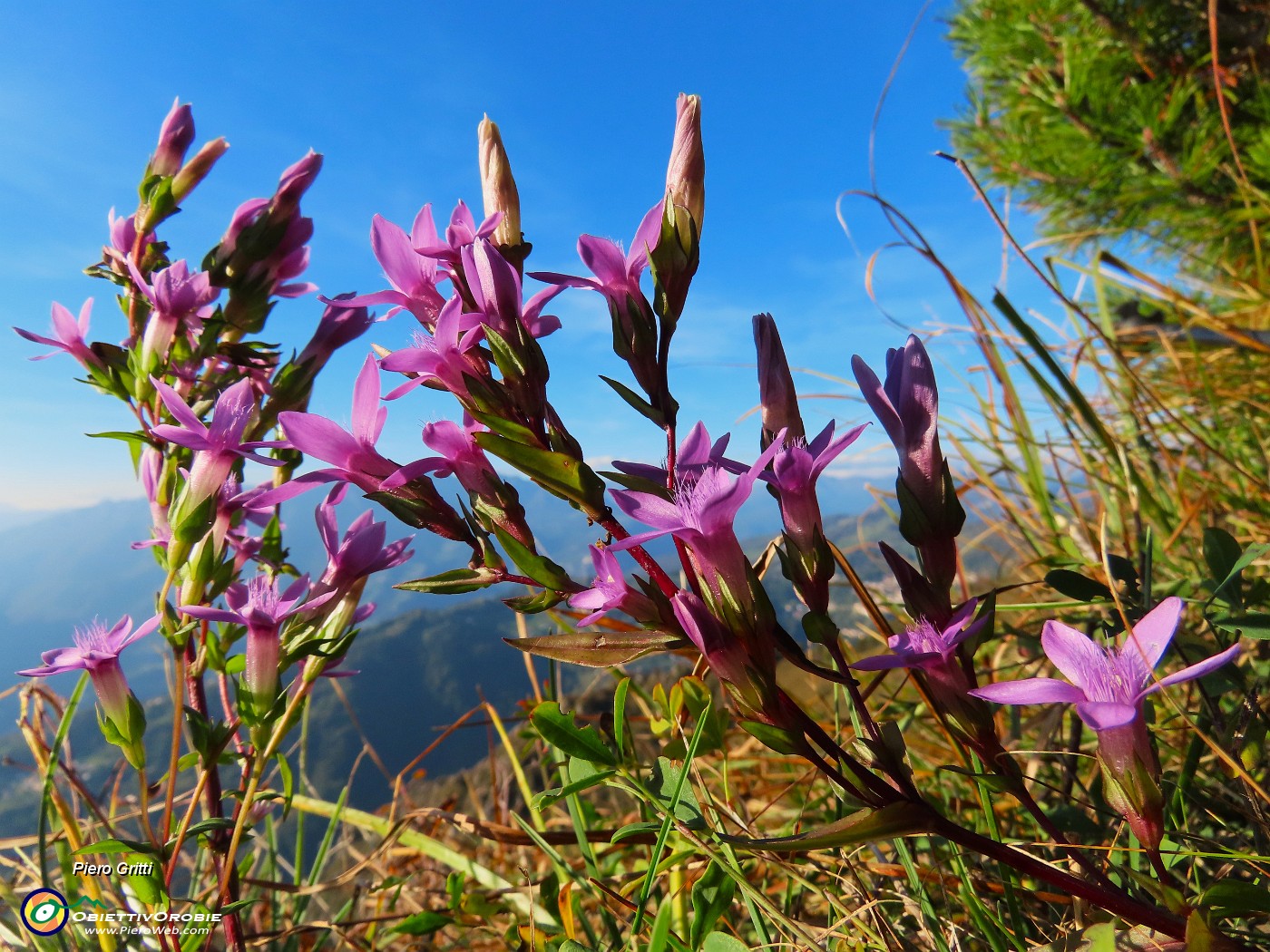 44 Gentianella anisodonta - Genzianella anisodonta baciata dal sole.JPG